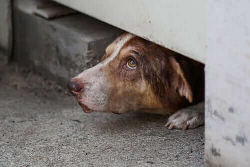 Hunde kan finde på at gemme sig som et resultat af smerter eller sygdom