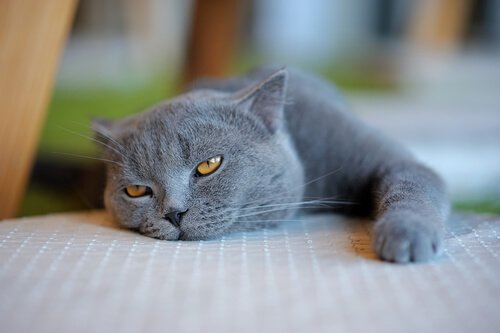 Doven kat