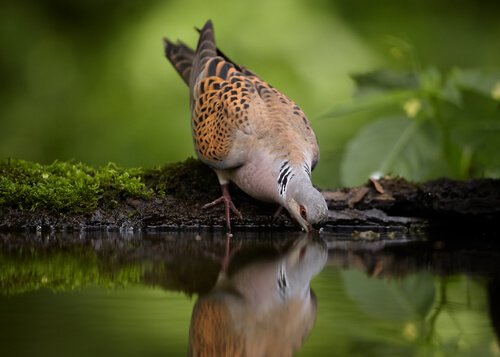 Duer, der er hjemmehørende i Spanien