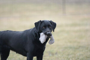 7 farlige genstande for hunde