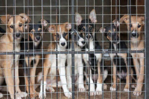 Hvad er den rigtige alder til at kastrere eller sterilisere en hund?