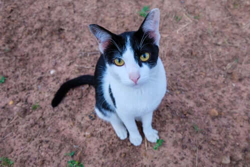 Toldo, kat besøger ejers grav dagligt
