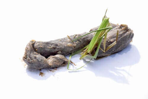 Hvis du tror, ​​at din kat kan have en hårbolle, er det vigtigt at give den kattemad eller kattegræs. Dette vil tilskynde dens fordøjelseskanal til at passere hårbollen i stedet for at gylpe den op.