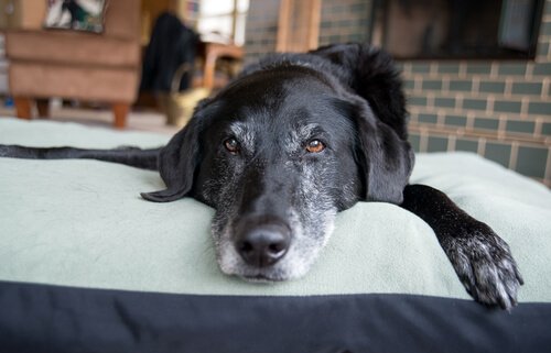 Hvordan opdager vi hjernealdring hos hunde?