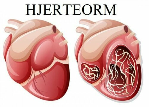 Tegning af hjerteorm eller filariasis