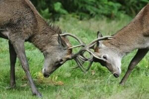 Konkurrence mellem planteædere i naturen