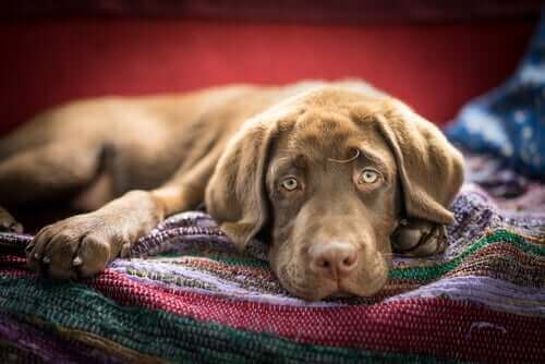 Hund hviler sig
