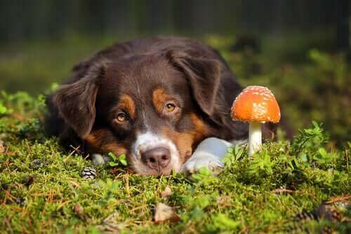 Svampeforgiftning hos hunde: Hvad skal jeg gøre?
