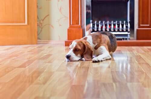 Farerne ved laminatgulve for hunde