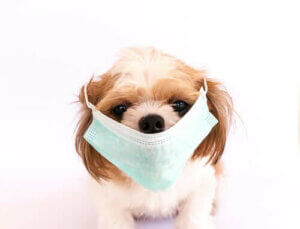 De 6 mest smitsomme sygdomme hos hunde