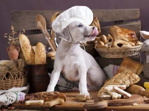 Hundes kost: Er kulhydrater til hunde dårlige?