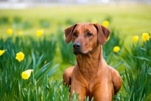Gode husråd til hunde