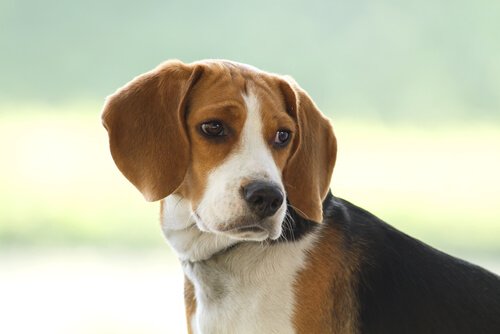 hunden ser bedrøvet ud