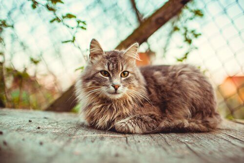 Kat, der ligger udenfor