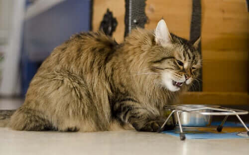 Fodring for at forhindre diabetes hos katte