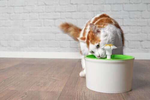 Kat drikker af vandfontæne for at holde sig kølig om sommeren