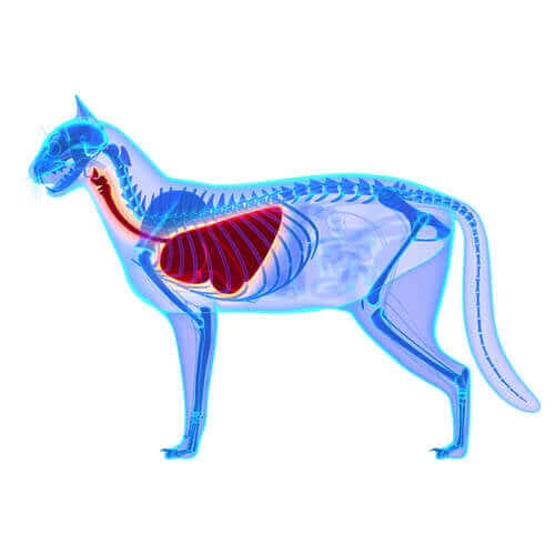 Tegning af en kats luftveje