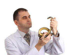 Overvejelser inden du køber et krybdyr