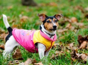 Modeshow til fordel for efterladte hunde