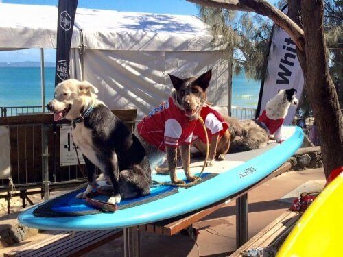 Hunde klar til show