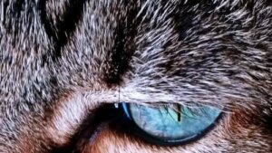 Kattens pels - Hvorfor skifter den farve?