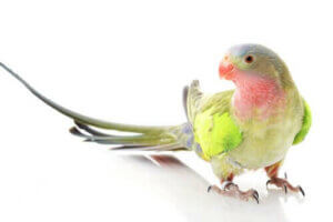 Hvor fik prinsesse papegøjen sit navn fra?