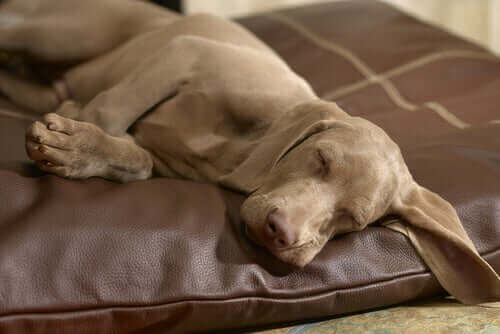 hund sover tungt