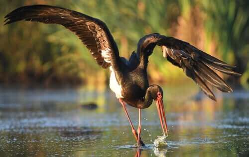 Habitatet for den sorte stork