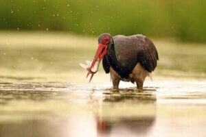 Alt om bevarelsen af den sorte stork