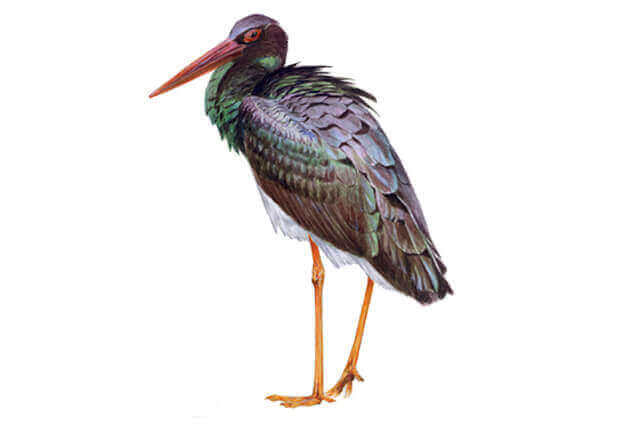 En sort stork med en hvid mave