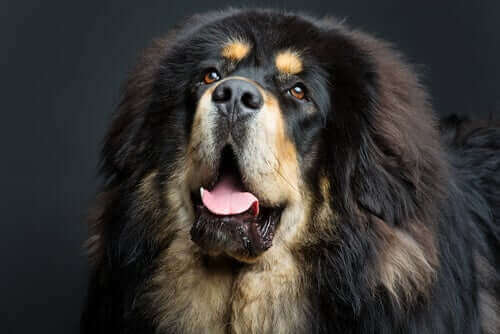 Gigantiske hundracer: Den tibetanske mastiff hunderace