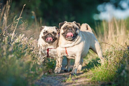 to hunde udenfor