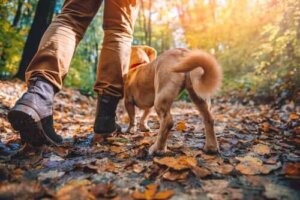 De bedste hunderacer til trekking