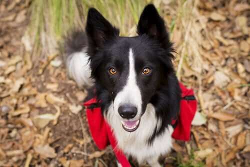 hunden er klar til at gå tur
