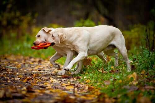 to hunde leger