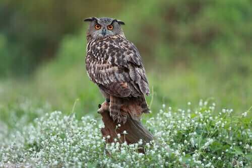 En af de europæiske ugler på en træstub