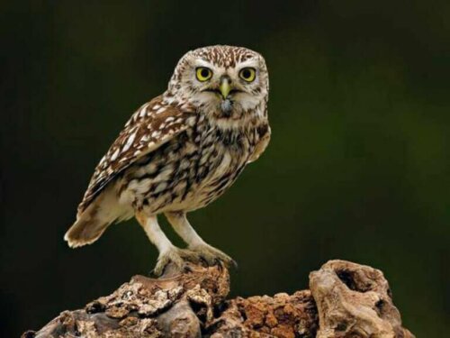 Ugle på gren udenfor