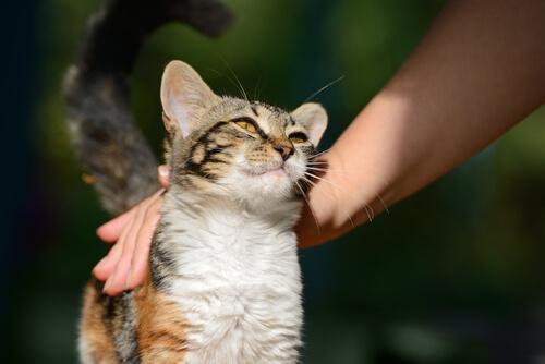 en kat nyder at blive aet
