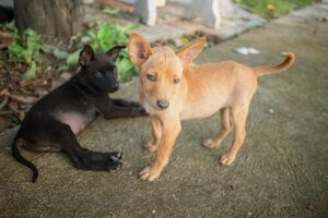 Kæledyr i Venezuela lider under mangel på fødevarer