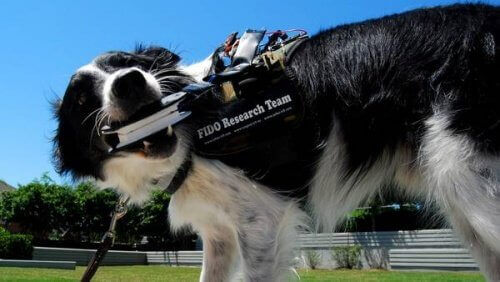 Vest gør det muligt for hunde at tale med deres ejer