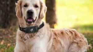 En smartphone til hunde: Giv dem et kald!