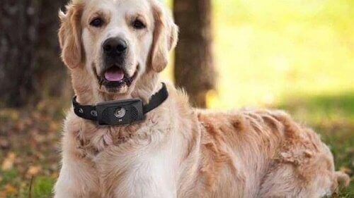 En smartphone til hunde: Giv dem et kald!