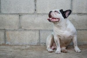 Forebyggelse og behandling af leishmaniasis hos hunde