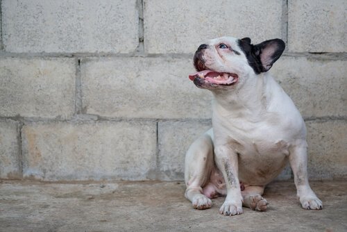 Forebyggelse og behandling af leishmaniasis hos hunde