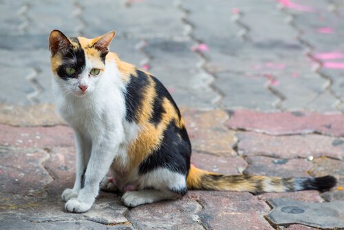 Forladte dyr: Hvert 4. minut bliver en kat eller hund forladt