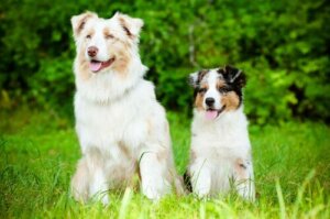 Hunde med Alzheimers sygdom: Hvad er symptomerne?