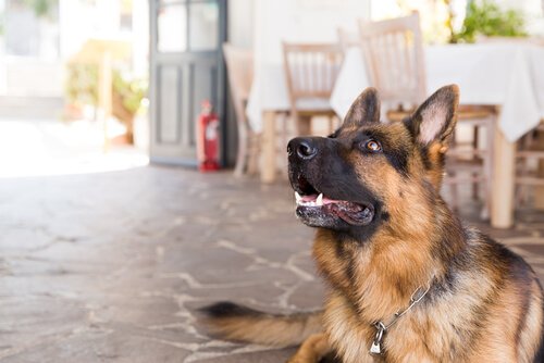 Sådan kan du vælge det bedste hundehotel