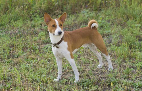 Mød basenji: En hund, der ikke gør