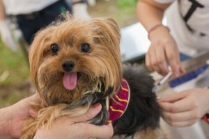 Vacciner til hunde og vigtigheden for deres helbred