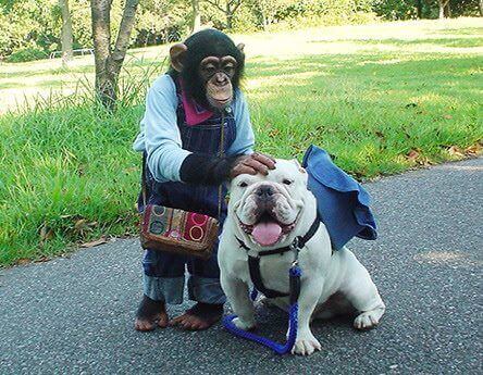 Abe, der klapper hund